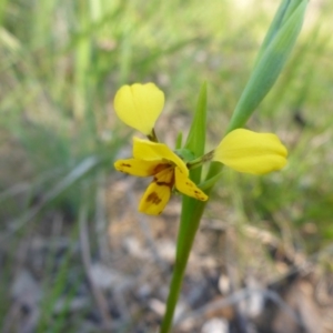 Diuris nigromontana at Bruce, ACT - suppressed