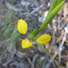 Diuris nigromontana at Bruce, ACT - suppressed