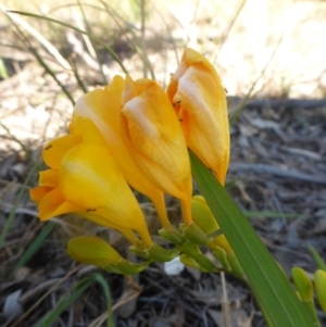 Freesia leichtlinii subsp. leichtlinii x Freesia leichtlinii subsp. alba at Bruce, ACT - 3 Oct 2015