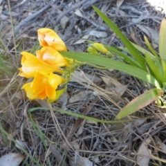 Freesia leichtlinii subsp. leichtlinii x Freesia leichtlinii subsp. alba at Bruce, ACT - 3 Oct 2015