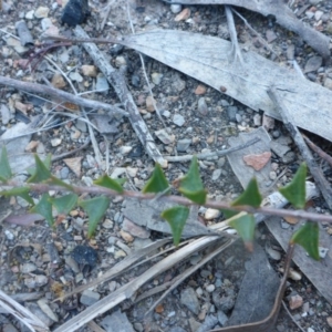 Acacia gunnii at Aranda, ACT - 3 Oct 2015