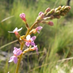 Stylidium graminifolium (grass triggerplant) at Aranda, ACT - 3 Oct 2015 by JanetRussell