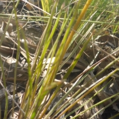 Stylidium graminifolium at Aranda, ACT - 3 Oct 2015