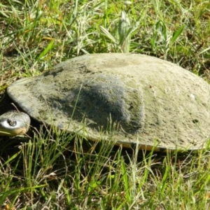 Chelodina longicollis at Monash, ACT - 19 Dec 2014 06:04 PM