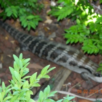 Tiliqua scincoides scincoides (Eastern Blue-tongue) at Fadden, ACT - 9 Feb 2013 by ArcherCallaway