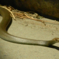 Pseudonaja textilis (Eastern Brown Snake) at Fadden, ACT - 8 Jan 2014 by ArcherCallaway