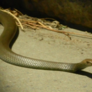 Pseudonaja textilis at Fadden, ACT - 8 Jan 2014