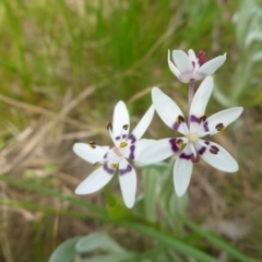 Wurmbea dioica subsp. dioica (Early Nancy) at Hall Cemetery - 4 Oct 2015 by JanetRussell