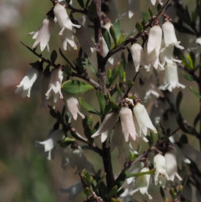 Cryptandra amara (Bitter Cryptandra) at Belconnen, ACT - 2 Oct 2015 by KenT