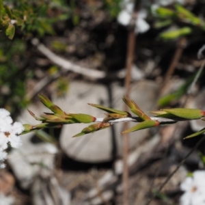 Leucopogon virgatus at Belconnen, ACT - 2 Oct 2015