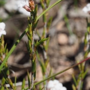 Leucopogon virgatus at Belconnen, ACT - 2 Oct 2015