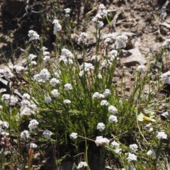 Leucopogon virgatus at Belconnen, ACT - 2 Oct 2015 11:31 AM