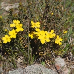 Hibbertia calycina (Lesser Guinea-flower) at Mount Painter - 2 Oct 2015 by KenT