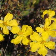 Hibbertia calycina at Cook, ACT - 2 Oct 2015