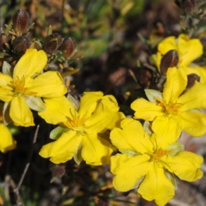 Hibbertia calycina at Cook, ACT - 2 Oct 2015