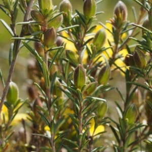 Hibbertia calycina at Cook, ACT - 2 Oct 2015