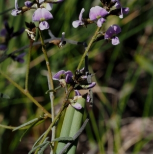 Glycine clandestina at Cook, ACT - 2 Oct 2015