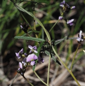 Glycine clandestina at Cook, ACT - 2 Oct 2015