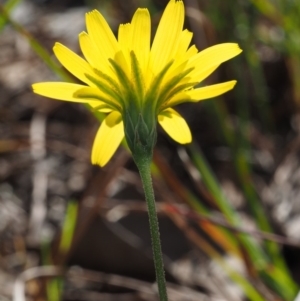 Microseris walteri at Cook, ACT - 2 Oct 2015