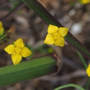 Cicendia quadrangularis at Belconnen, ACT - 2 Oct 2015