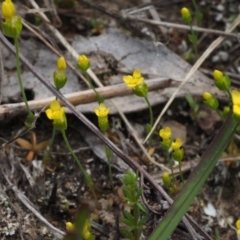 Cicendia quadrangularis at Belconnen, ACT - 2 Oct 2015