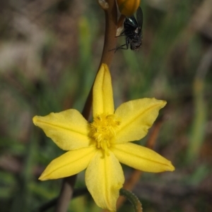 Bulbine bulbosa at Belconnen, ACT - 2 Oct 2015 10:44 AM