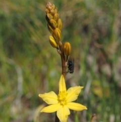 Bulbine bulbosa at Belconnen, ACT - 2 Oct 2015 10:44 AM