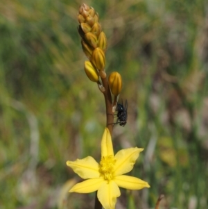 Bulbine bulbosa at Belconnen, ACT - 2 Oct 2015