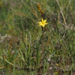 Bulbine bulbosa at Belconnen, ACT - 2 Oct 2015 10:44 AM