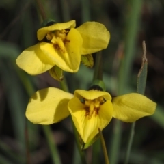 Diuris chryseopsis (Golden Moth) at Cook, ACT - 2 Oct 2015 by KenT