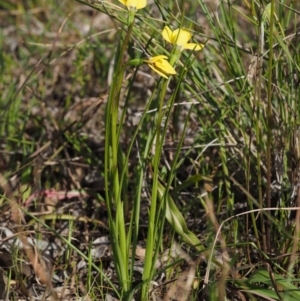 Diuris chryseopsis at Cook, ACT - suppressed