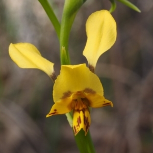 Diuris nigromontana at Cook, ACT - 2 Oct 2015