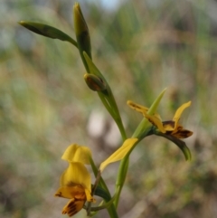 Diuris nigromontana at Cook, ACT - 2 Oct 2015