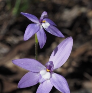 Glossodia major at Cook, ACT - suppressed