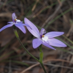 Glossodia major at Cook, ACT - suppressed