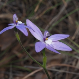 Glossodia major at Cook, ACT - suppressed