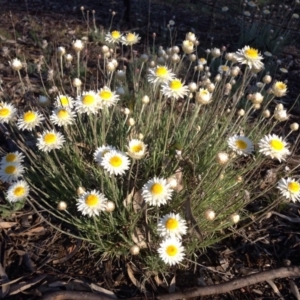 Leucochrysum albicans subsp. tricolor at Hackett, ACT - 4 Oct 2015 05:46 PM