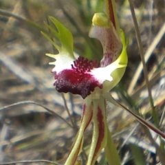 Caladenia atrovespa at Canberra Central, ACT - 4 Oct 2015