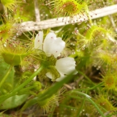 Drosera gunniana (Pale Sundew) at Hall Cemetery - 4 Oct 2015 by JanetRussell