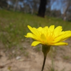 Microseris walteri (Yam Daisy, Murnong) at Hall, ACT - 4 Oct 2015 by JanetRussell