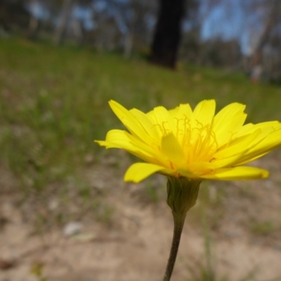 Microseris walteri (Yam Daisy, Murnong) at Hall, ACT - 4 Oct 2015 by JanetRussell