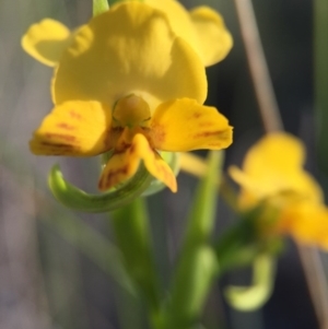 Diuris nigromontana at Belconnen, ACT - 4 Oct 2015