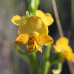 Diuris nigromontana at Belconnen, ACT - 4 Oct 2015