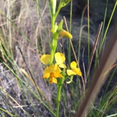 Diuris nigromontana at Belconnen, ACT - 4 Oct 2015