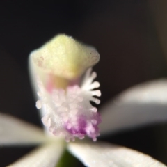 Caladenia ustulata at Belconnen, ACT - suppressed