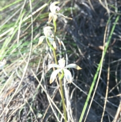 Caladenia ustulata at Belconnen, ACT - suppressed