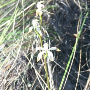 Caladenia ustulata at Belconnen, ACT - suppressed