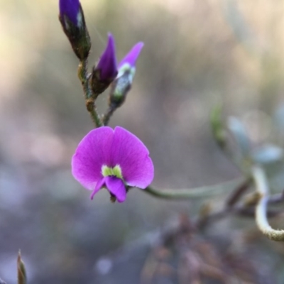 Glycine clandestina (Twining Glycine) at Belconnen, ACT - 4 Oct 2015 by JasonC