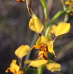 Diuris nigromontana (Black Mountain Leopard Orchid) at Belconnen, ACT - 4 Oct 2015 by JasonC