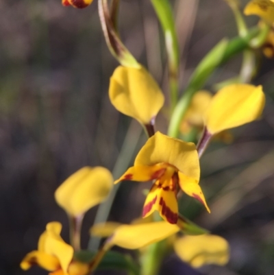 Diuris nigromontana (Black Mountain Leopard Orchid) at Belconnen, ACT - 4 Oct 2015 by JasonC